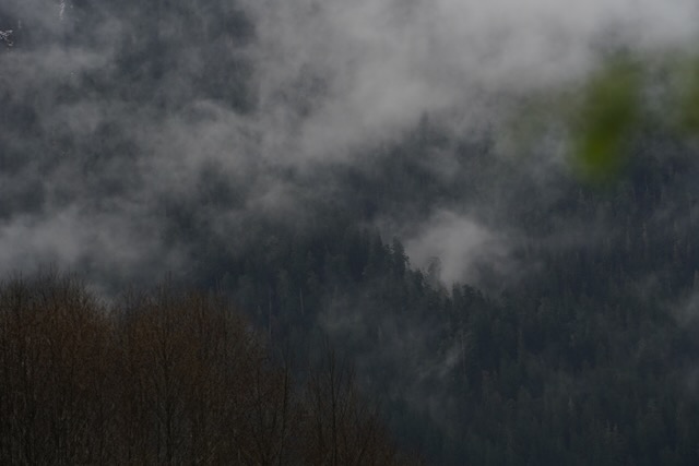 forest in the distance olympic np