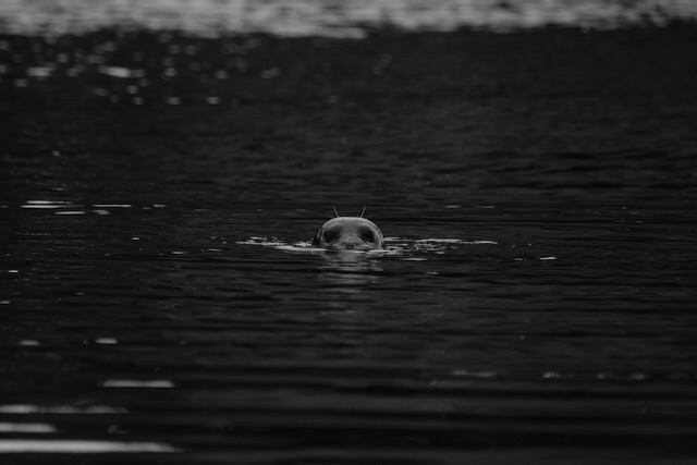 seal at the ballard loches