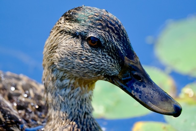 mallard duck at the beaver lodge