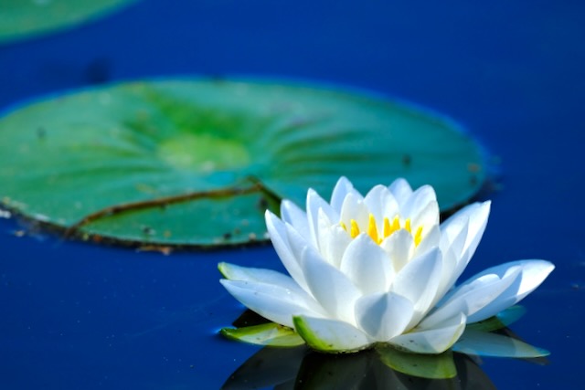 lily
