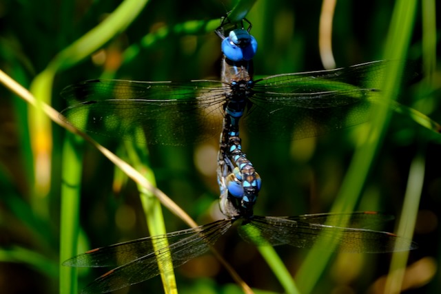 dragonflys mating