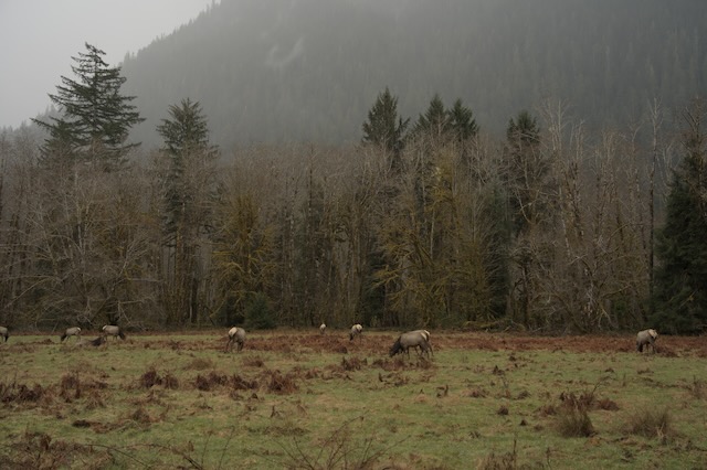 elk heard olympic np