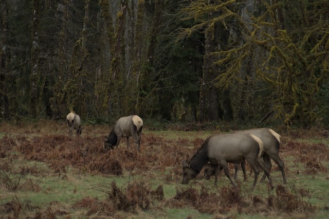 elk heard zoomed olympic np