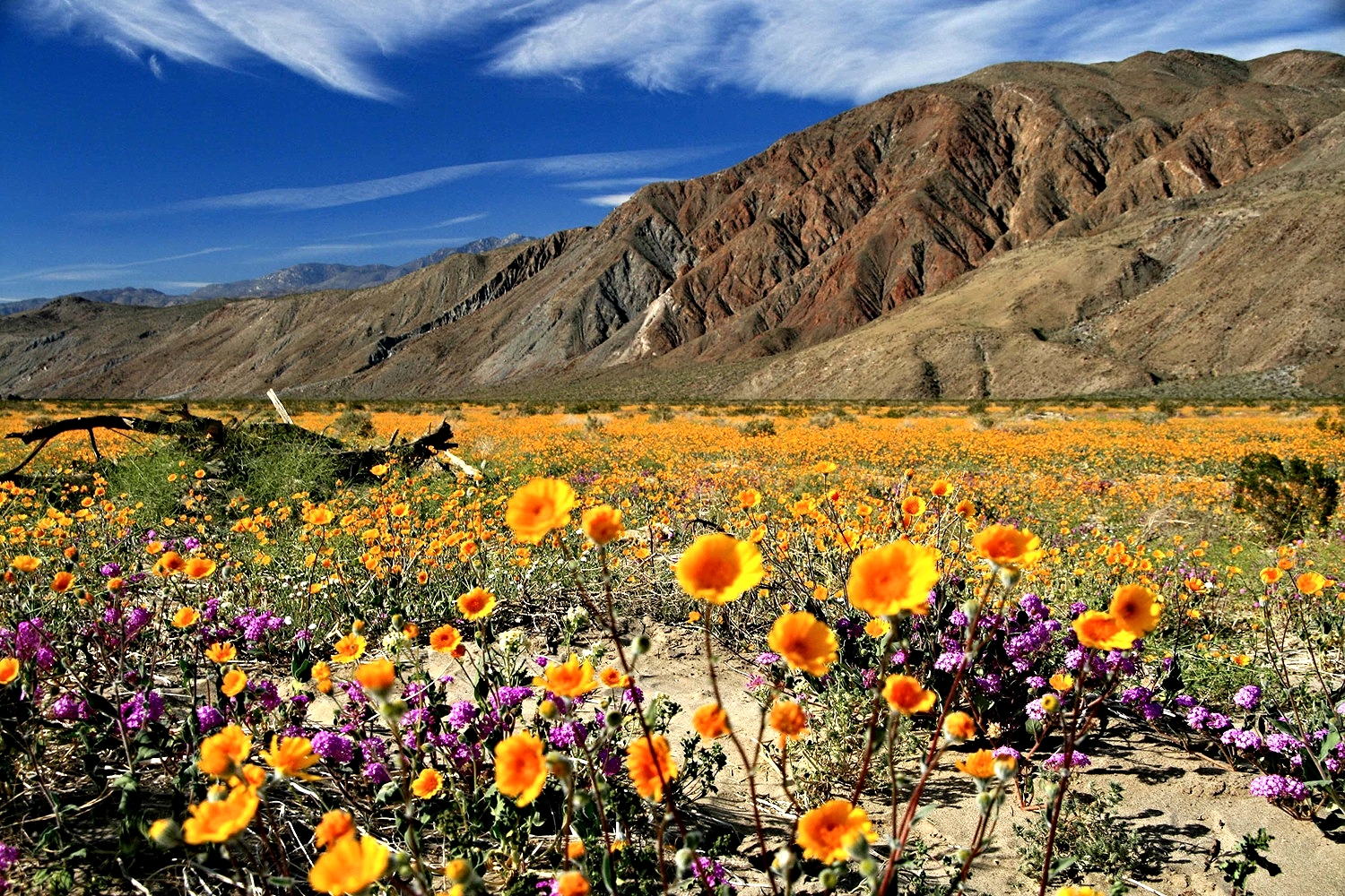 Anza borrego