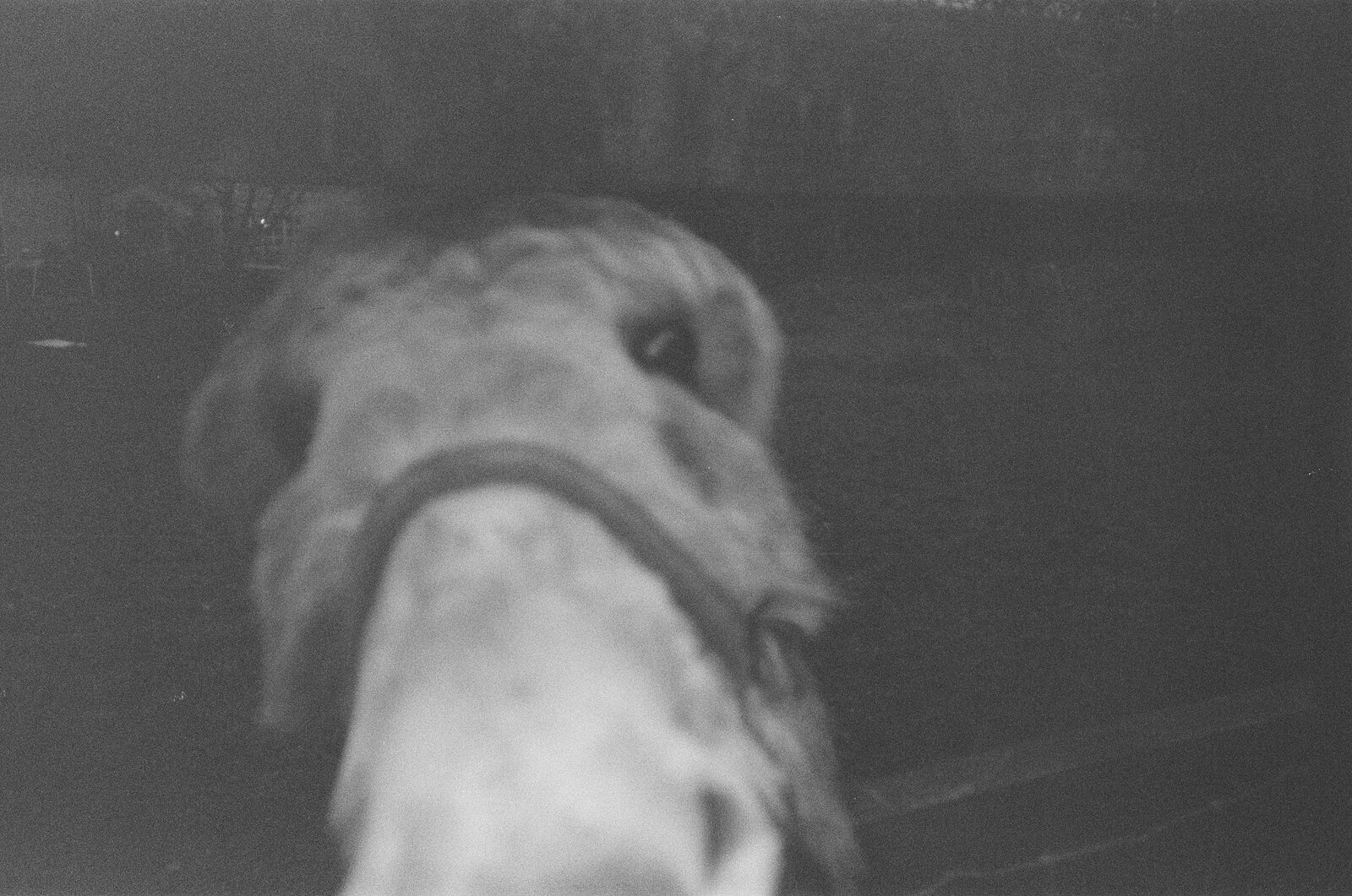 donkey nosing the camera at night